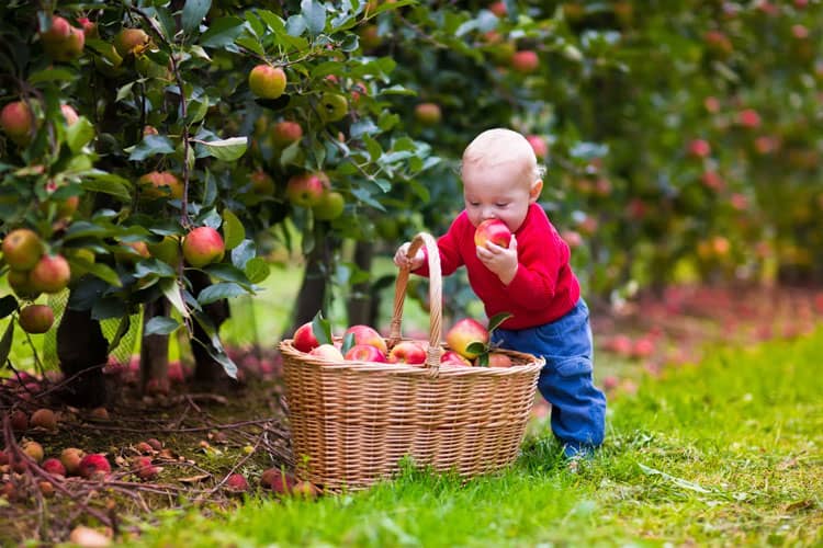 Baby Eating Apple At Apple Orchard