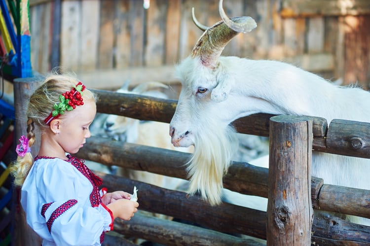 Girl Feeding Goat For Halloween At The Zoo