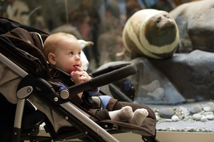 Baby Travel Companion At Zoo