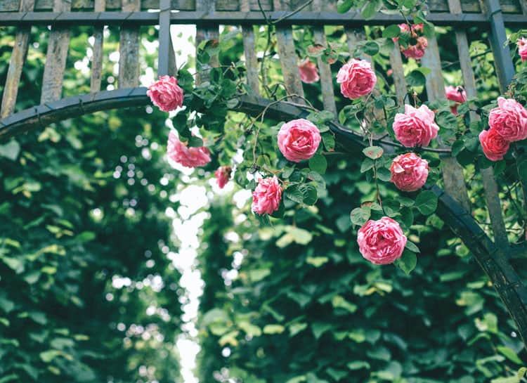 Rose Garden In Portland Oregon