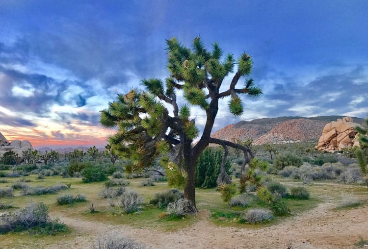 Joshua Tree National Park