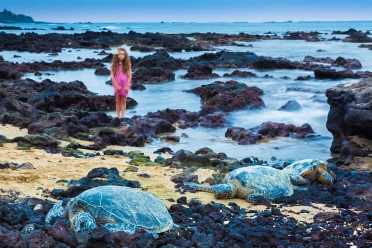 Sea Turtles On The Beach