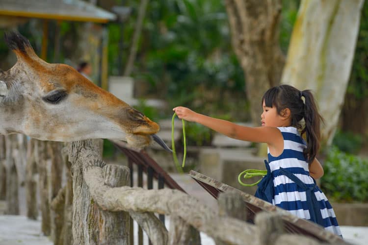 Girl Feeding Giraffe In A Safari Park