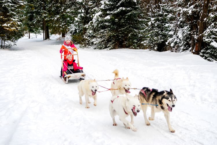 Kids Dog Sledding In Small Town Colorado