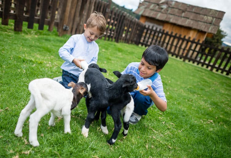 Boys Petting Goats