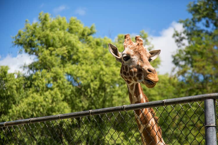 Giraffe At Santa Barbara Zoo