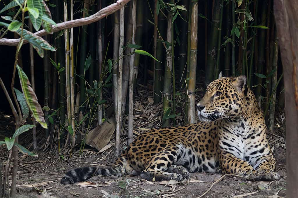 Chapultepec Zoo