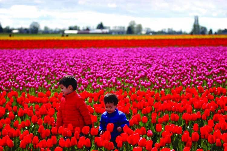 Skagit Valley Tulip Festival