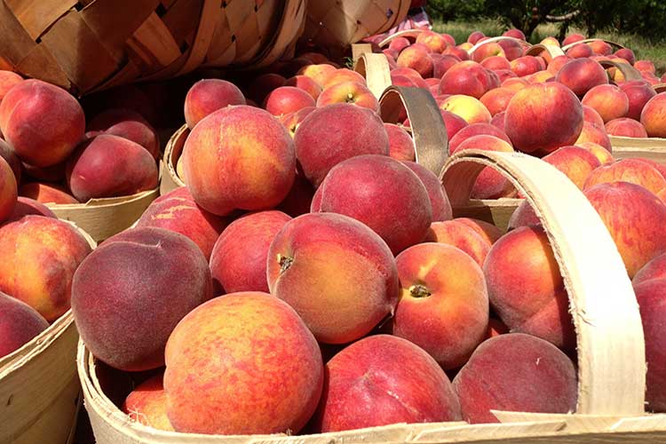 Georgia Peach Festival