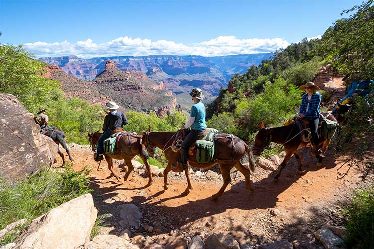 Visiting The Grand Canyon With Young Children: Tips For A Safe And Memorable Trip