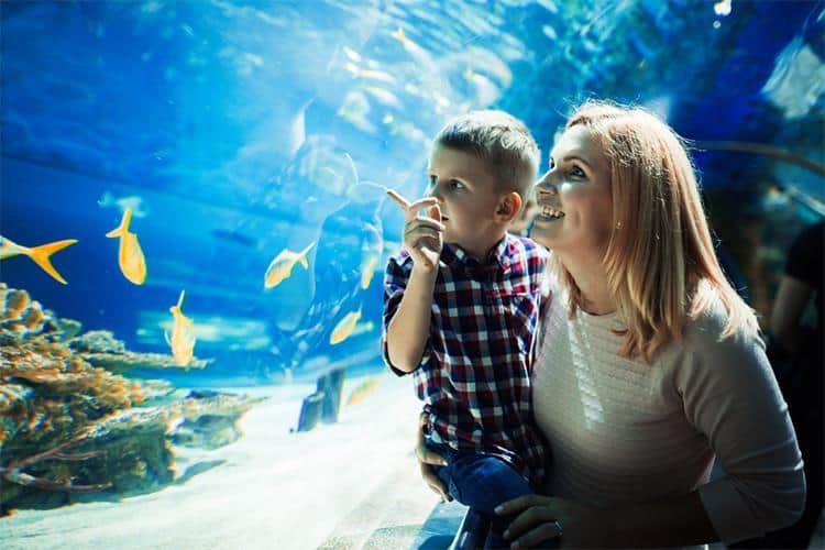 Before You Go: A Checklist For Seaworld With Little Ones