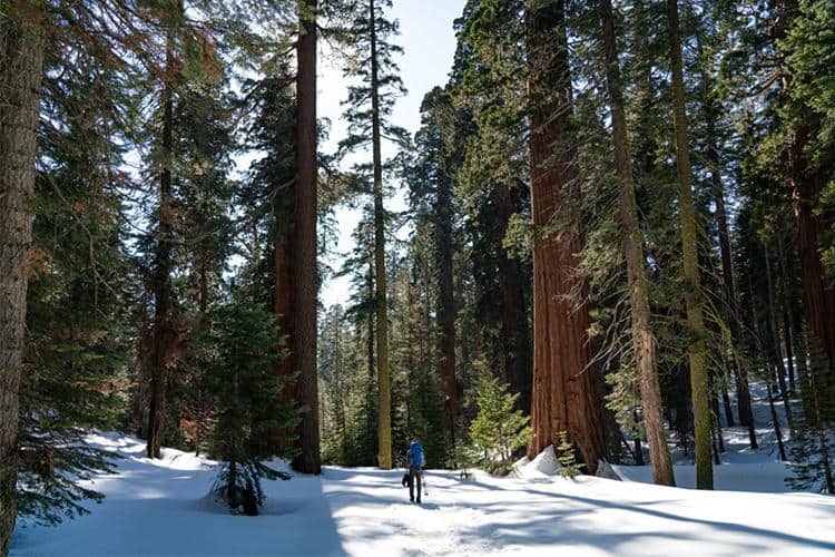 Mariposa Grove