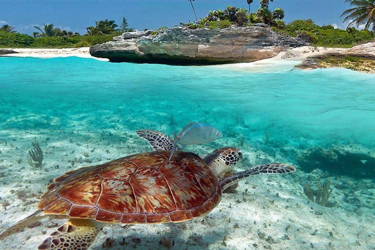 Mejores Lugares Para Hacer Snorkel Con Niños En México