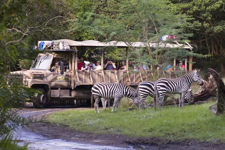 Kilimanjaro Safaris