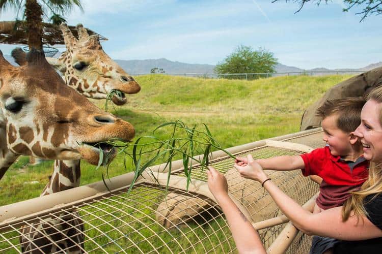 Planeando Tu Viaje A Palm Springs Con Los Más Pequeños