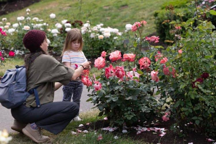 International Rose Test Garden