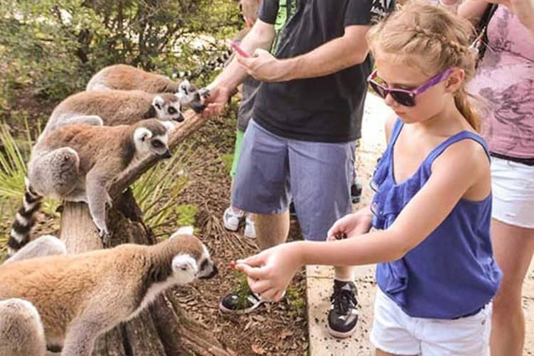 Best Time Of The Year For Orlando Wildlife Attractions And Encounters