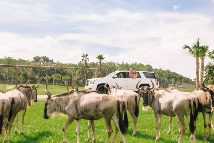 Wild Florida Drive-Thru Safari Park