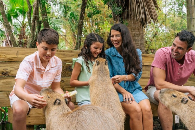 Wild Florida Animal Encounters